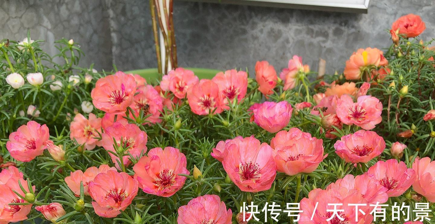 花朵|进入八月,6种花要多晒太阳,越晒花朵娇艳,开花越勤