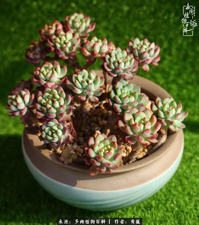 养了三年多肉，终于明白佛系养肉才是王道！