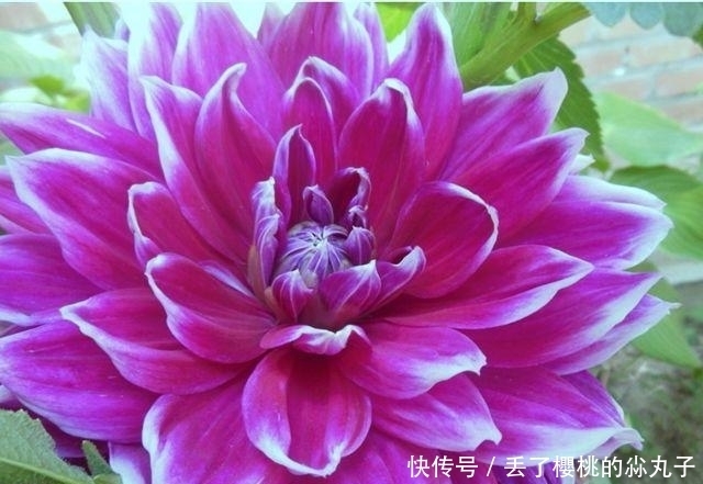 花朵却|自己种大丽花,掌握好方法,一朵花就会非常的美丽,非常的壮观