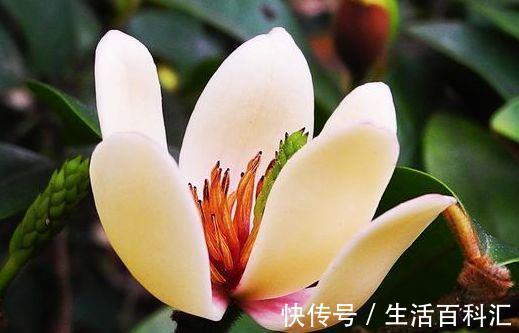 懒人|从8月8日开始,家养此款花卉,懒人的最爱,花多色艳