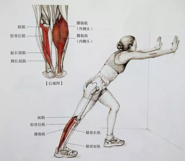 起跑式|居家运动，这套全方位小腿拉伸大法请收好