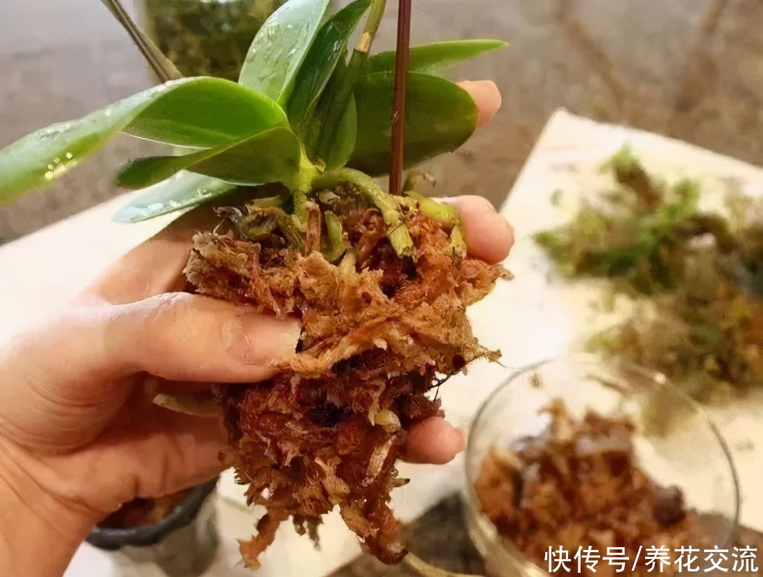 用水苔养花的6大好处，烂根植物轻松救活，枯萎的多肉能重新生根
