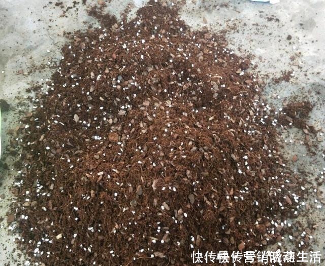 旧土|家里花卉换盆,剩下“旧土”怎么办老花匠“这么”处理更肥沃!