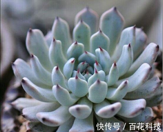 要点|60种多肉图鉴及养护要点,1分钟学会,超全超实用!