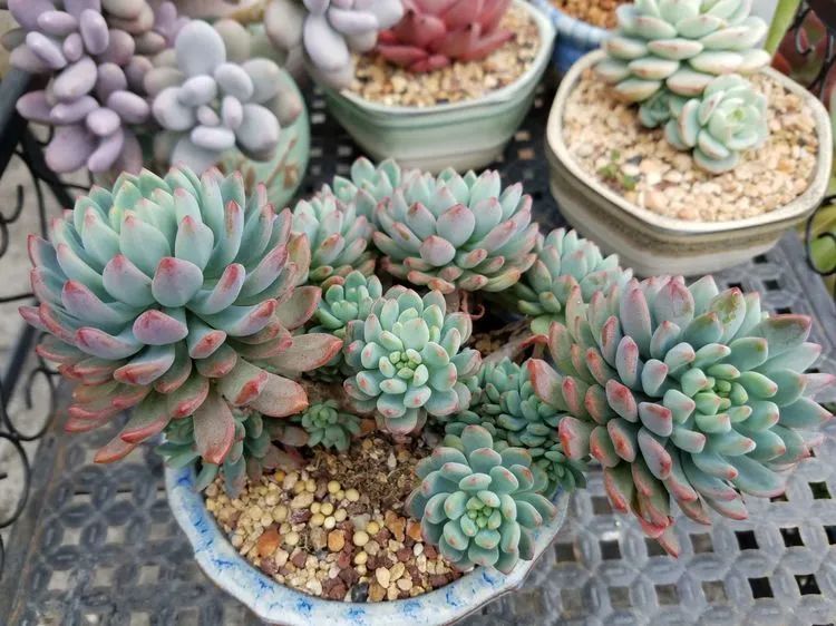 养肉三年，分享养肉经验，谈谈适合逆开挂区的多肉！