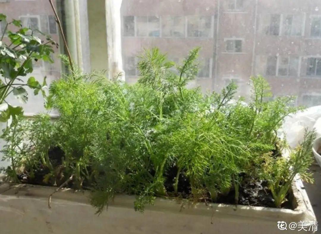 阳台养这10种菜,长得快、结果多,全家都够吃!