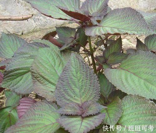 名字|農(nóng)田里最出眾的野草,名字很贊,其散發(fā)的香氣價(jià)值非常高