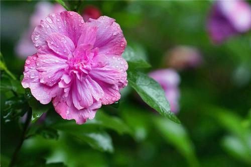  木槿花|木槿花，颜色鲜艳、繁花似锦这样养护，年年花开开满园