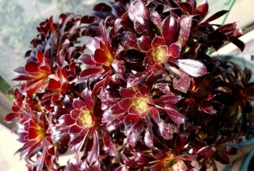 多肉黑法师能在卧室养吗？当然不行，它甚至都不适合放在室内养护