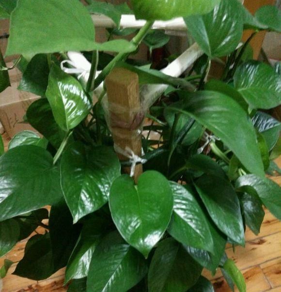 这东西过期了也别丢,用来养绿萝10年不黄叶