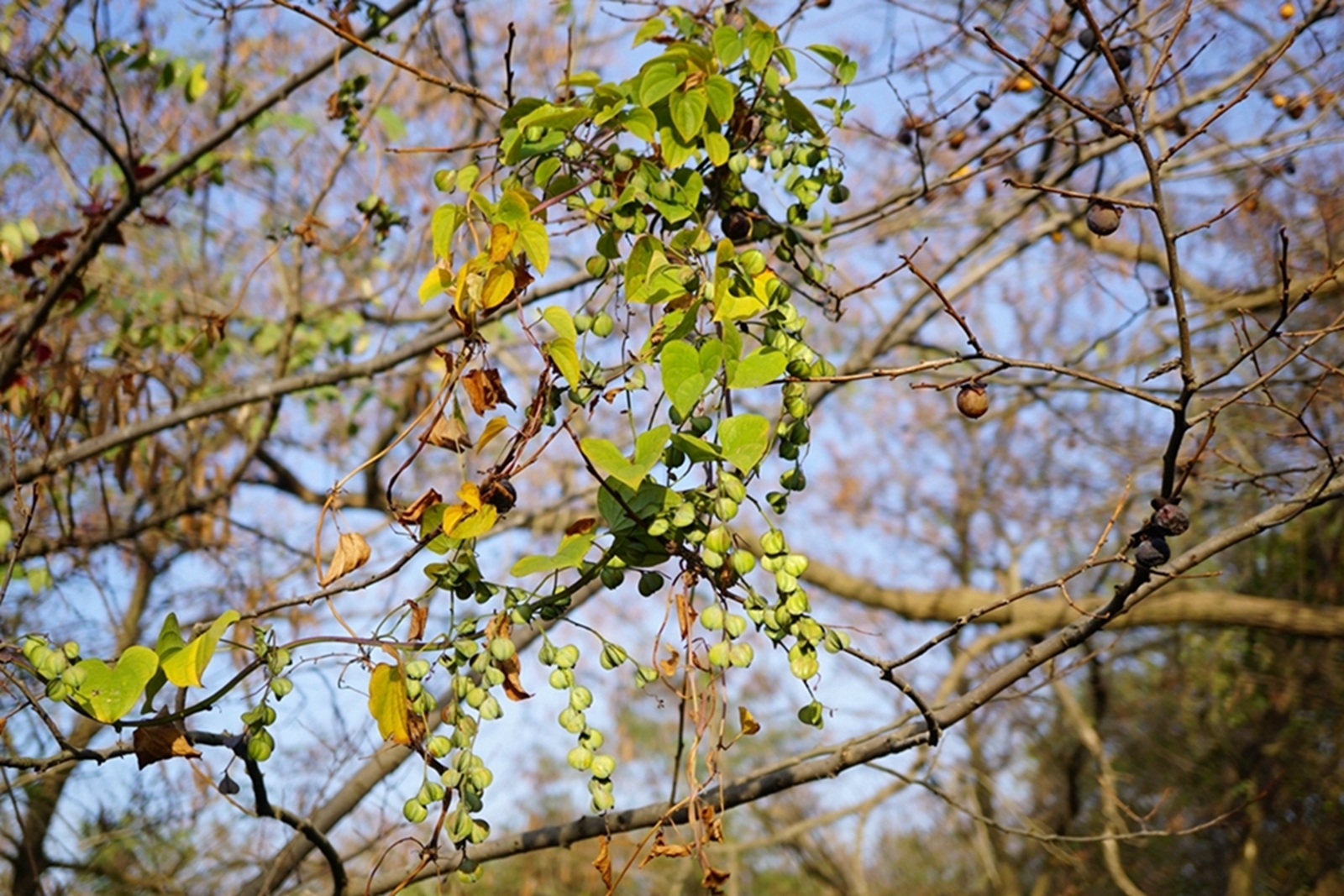 笔者|果实像山药，过去常当害草除掉，殊不知是价值珍贵的“穿山龙”