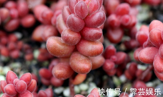 6种漂亮多肉植物,长相蠢萌还容易爆盆,新手懒人必备