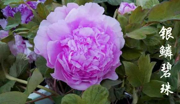 喜欢牡丹花，却一不小心买到芍药！附牡丹花品种图鉴大全
