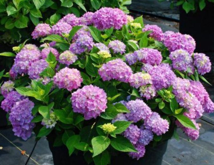 牵牛花|4种花美的出奇,花好看名字也好听,新手也能样很好