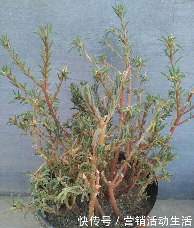 3种花不能养老桩,开花越来越少,最后只剩光杆!