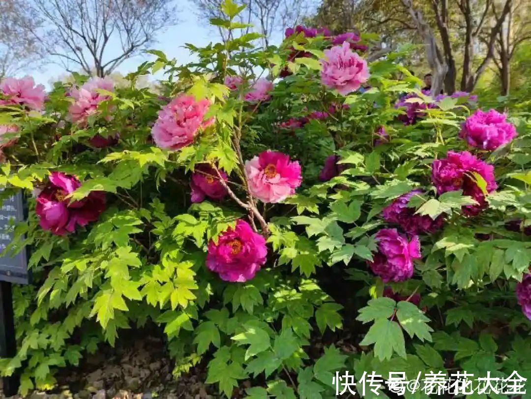 10种花不怕冷，先别搬进屋，放外面冻一冻，开花更旺