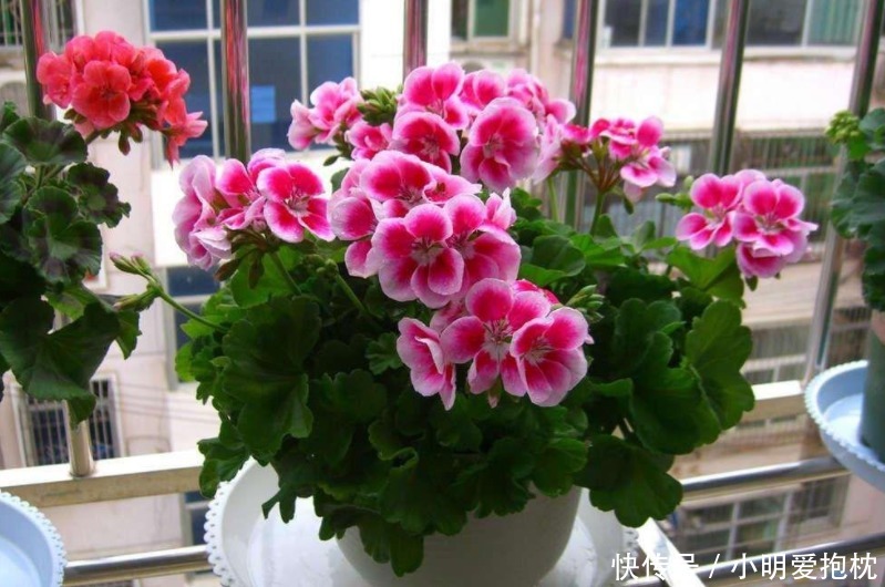 植物|没出现这些情况，天热一换盆土，植株就没命