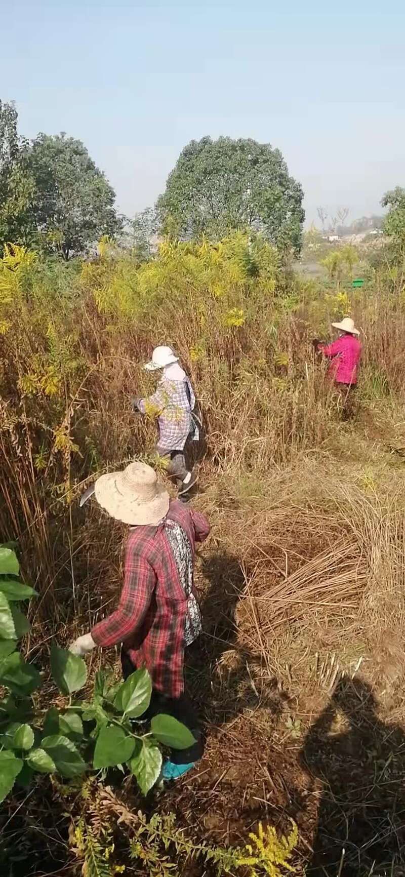 入侵|围剿加拿大一枝黄花：一场胜负已定的角力？