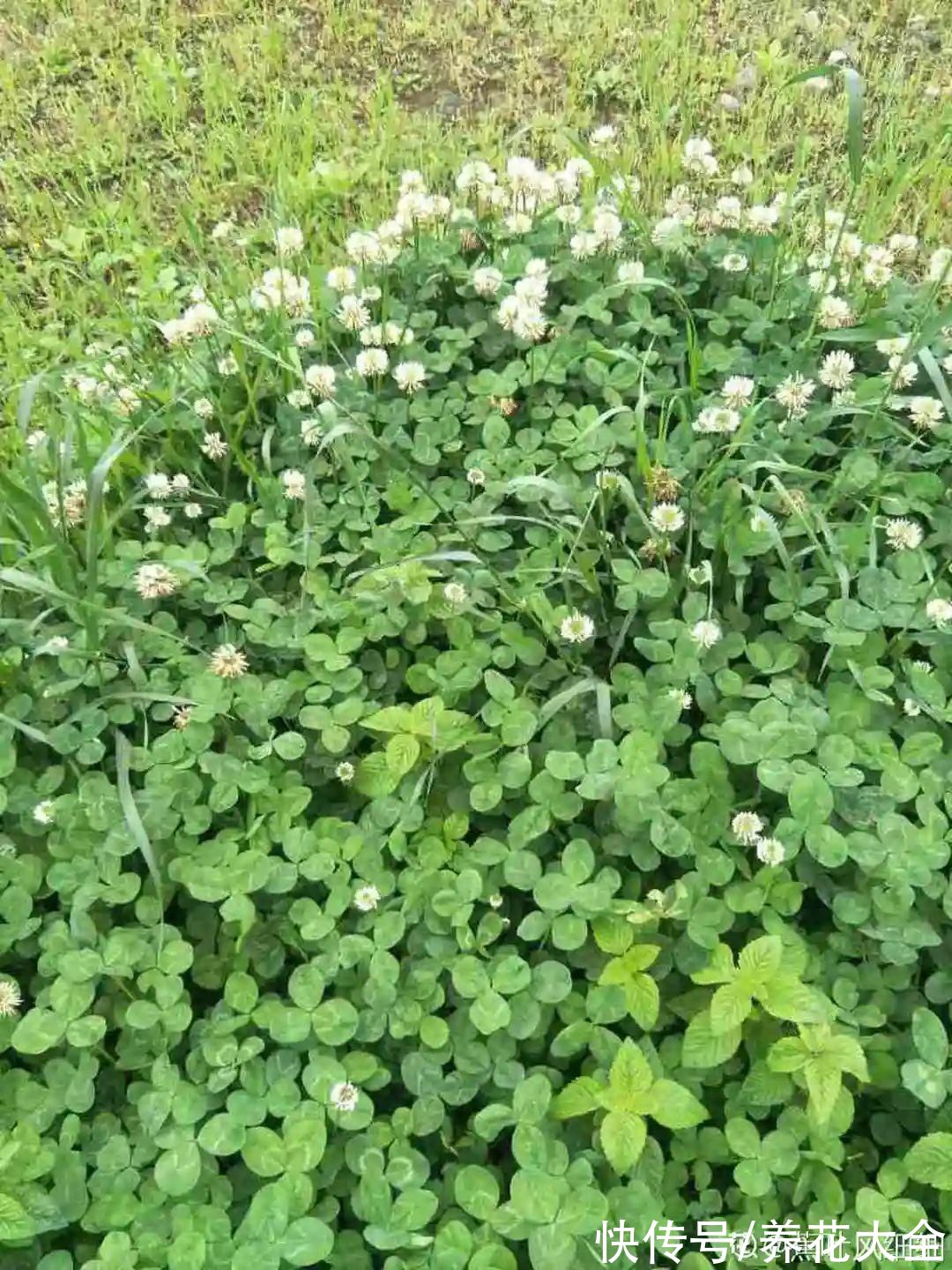 1种绿植叫“幸运草”,晒足太阳就爆盆,叶片像幅水彩画