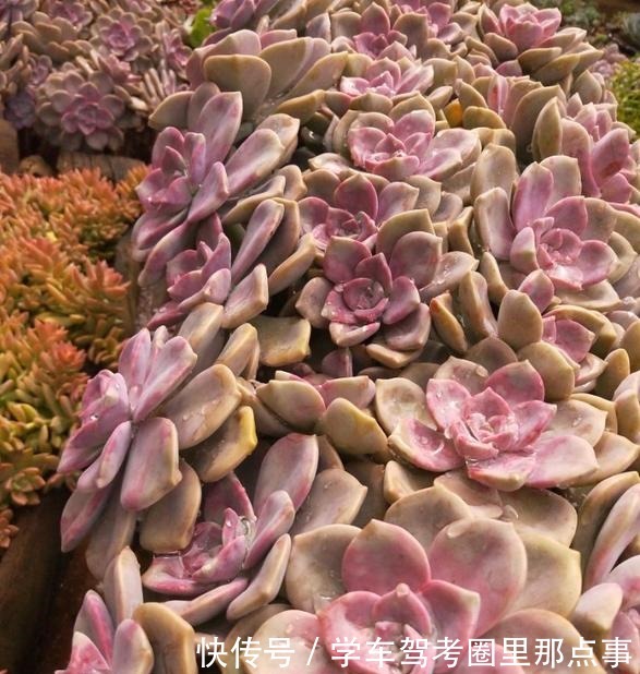 以树干为花盆,可以把紫乐养出“一面墙”,感兴趣可以试试!