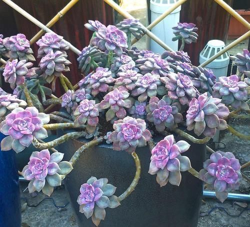 捷径|养多肉老桩没有捷径,踏踏实实才能长出状态,撸叶子只是表面功夫