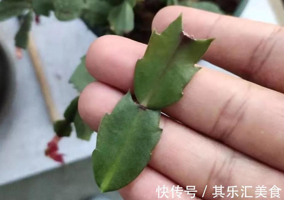 蟹爪兰冬日盆栽，掌握住4个窍门，一茬接一茬开花，又美又多