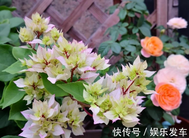 养花|秋日养花,存在哪些忌讳?此4处,做得越多错得越狠