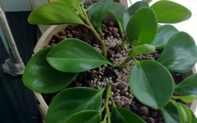 养花爱好者看过来这15种花现在“扦插”,生根快,一个周就长芽