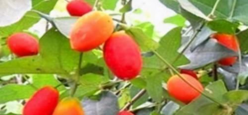 白豆白豆|“黄皮”女生使劲儿吃3种食物,美白养颜,效果堪比“美白丸”