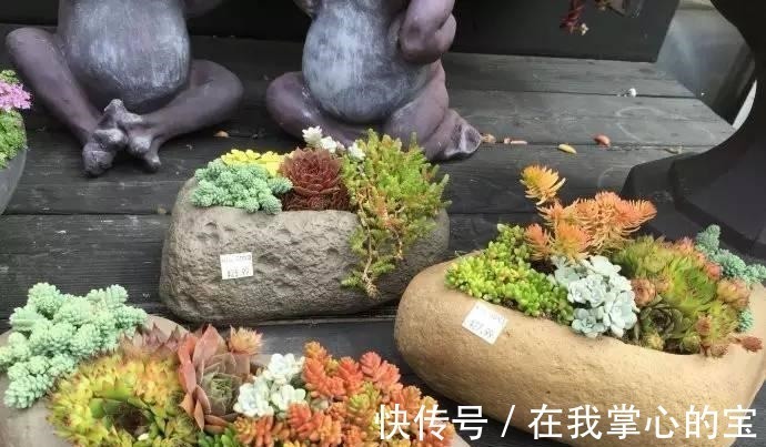 光照|刚买的多肉植物怎么养才不会死, 老花友给新手的8个建议