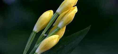 在野外看到种花不要乱挖