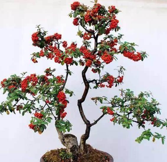 4种可以结果的小盆景,好养好看上档次,养在家里吉祥美满寓意好