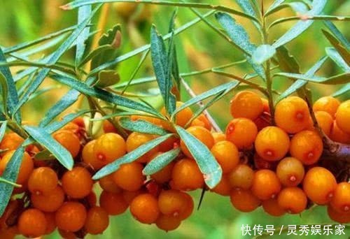 总黄酮|高温来袭,女性可多吃此野果,清热解毒、抗衰老,子宫也光滑了