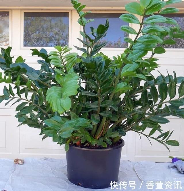 金钱树|客厅太“阴暗”,就养“3种树”,不仅能“镇宅”,还能吸甲醛