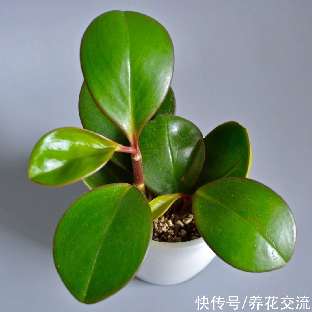 新手绿植选这几种不会错,容易养活,容易养出高颜值