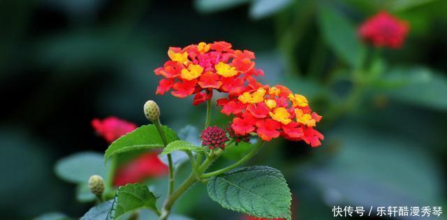 网上买花有准则,这4种花千万不能入手,买回家根本养不活