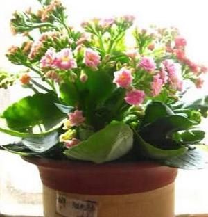 教你一招,不仅能让你的花草远离黄叶和虫害,还能爆盆!