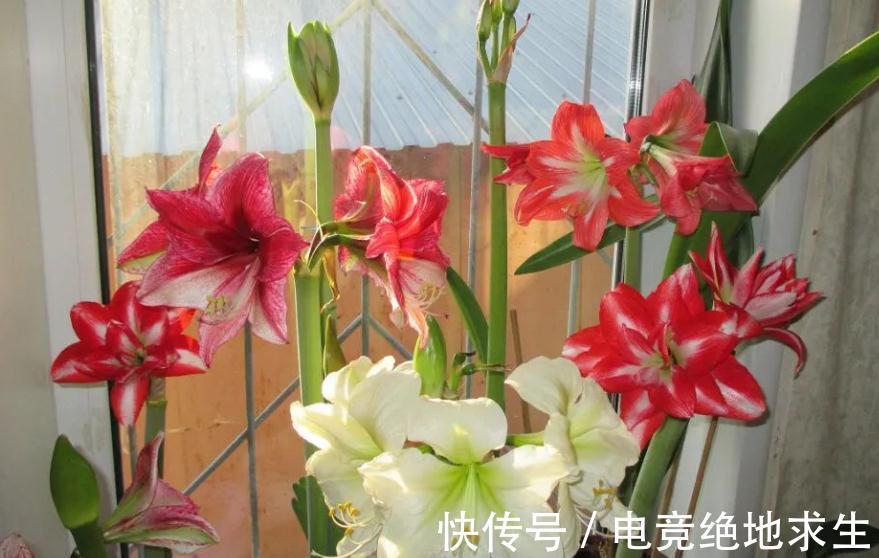 栽种|低温冷藏过的朱顶红,搁桌上都能自然开花,为什么就你养得不开?