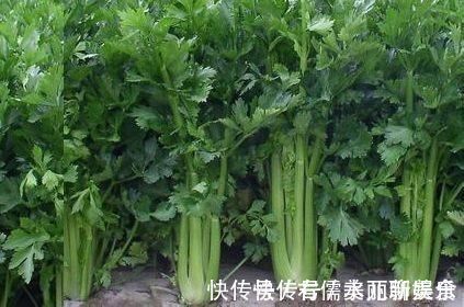 芹菜茎|吃芹菜易犯的三个错误,第二个很多人犯,这里面有你吗?