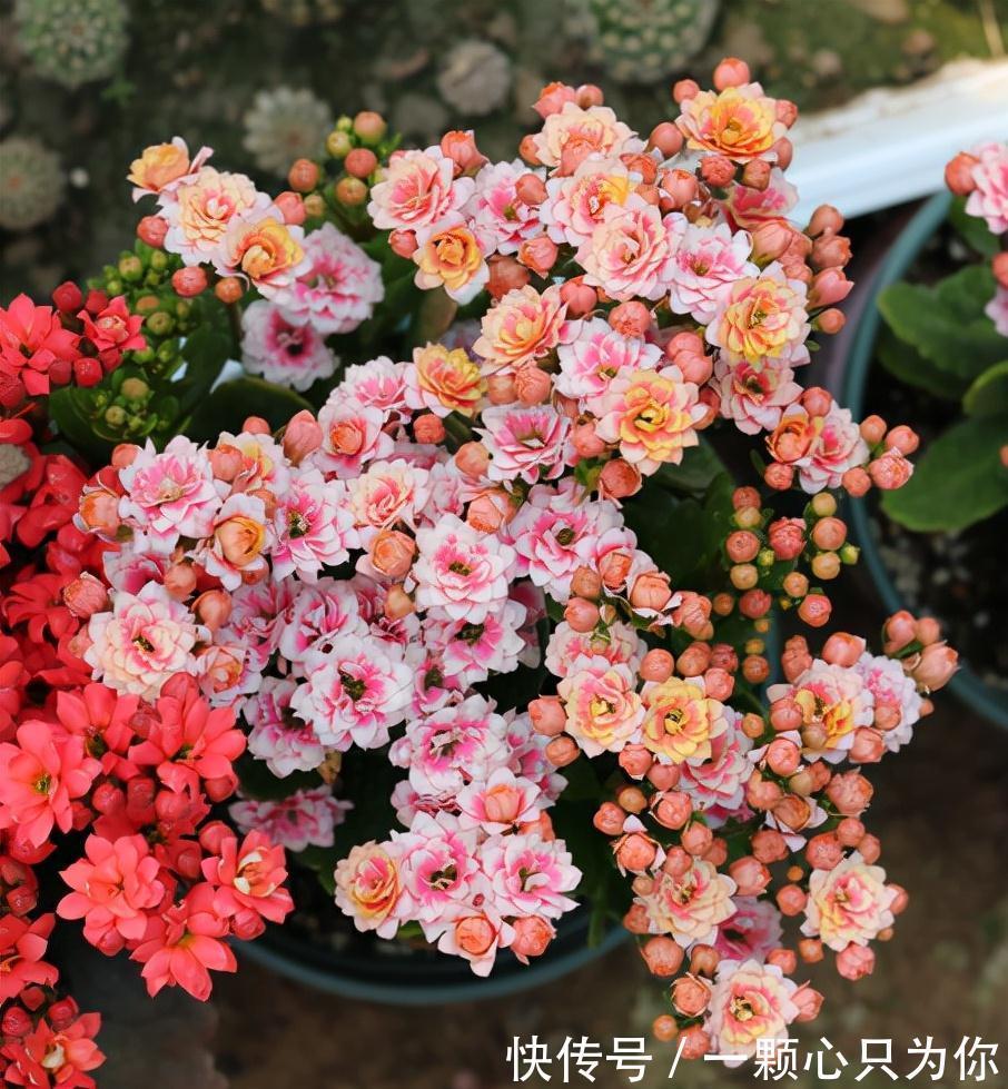 长寿花开成“大花球”,是怎样“炼成的”?5个小技巧,照做就行