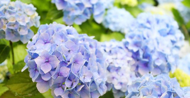 大丽花|五种花开花就变成“球”,好看好养还不挑地方,家里养一盆正合适