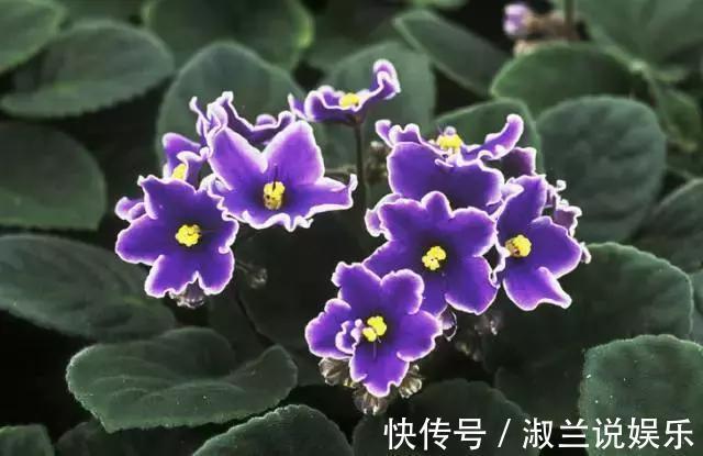 半阴处也能养开花的6种植物，看看你家有没有