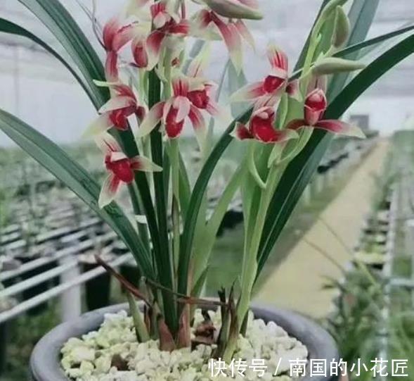 刚上盆的兰花有3“怕”,及时避开服盆快,根系健壮长势旺