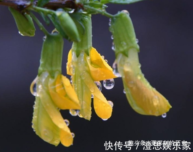 紫雀花|此花花色金黄,妖娆的花姿宛如展翅欲飞的金色雀鸟,格外璀璨夺目