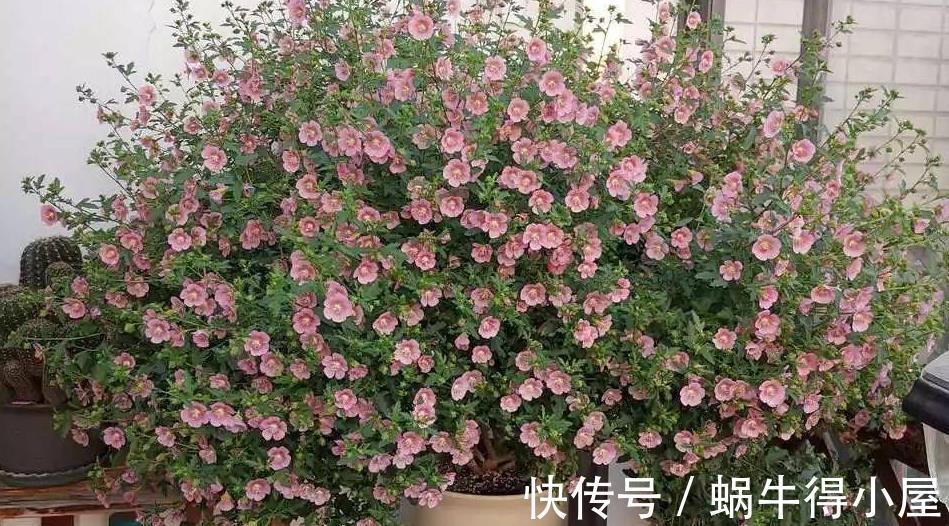 少女感|此花充满“少女感”,居家盆栽,爆盆易,四季开花不止