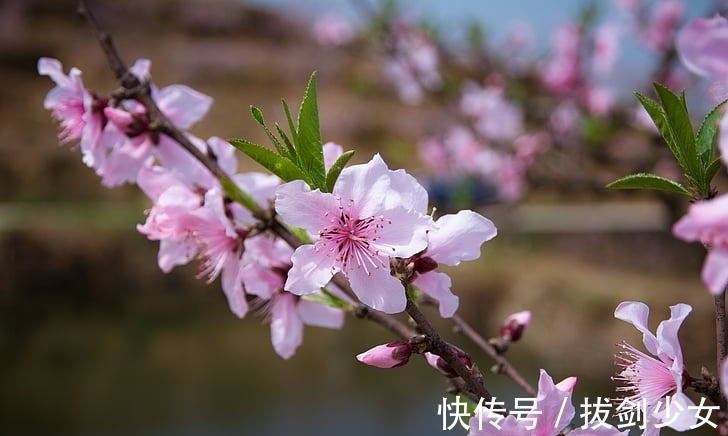 丑土|八方来财，大吉大利的生肖！