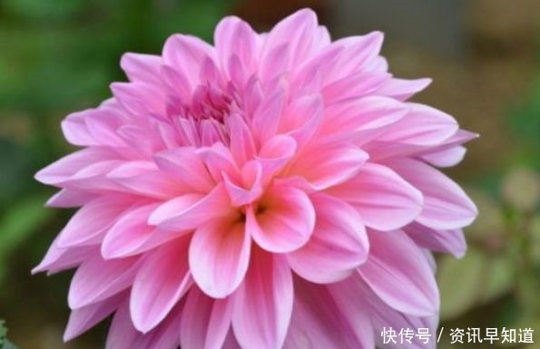 喜欢在家中养护花卉,就选择好养易活,花色艳丽,爆盆简单的花卉