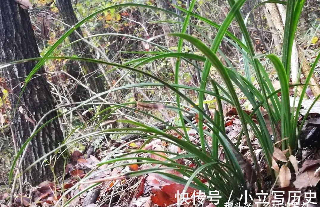 山上的兰花，也有只长苗而不开花的，你知道是什么原因吗？