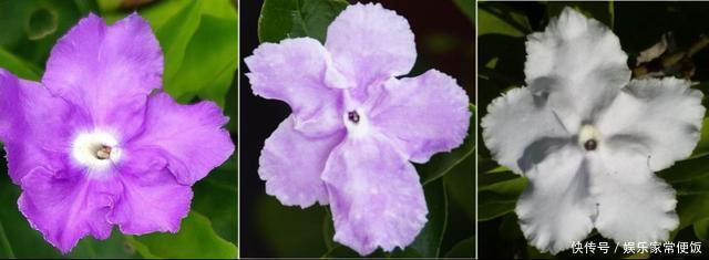 被子植物我就是要开最多彩的花，传最高效的粉！