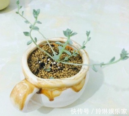 虹之玉锦|别人家和我家“多肉”对比图，能养得“丑”出境界的，真是辛苦了